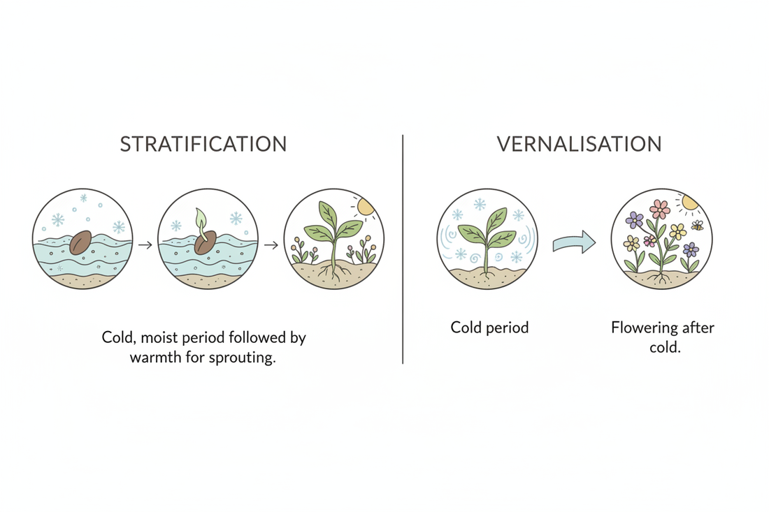 Vernalisation and Stratification: What They Are, Why They Matter, and How to Do Both