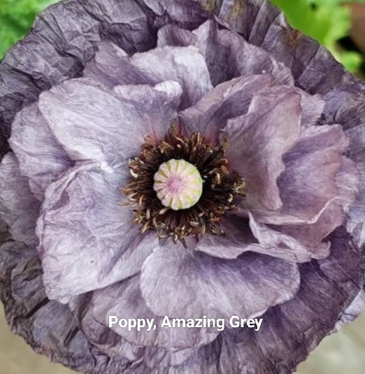 Poppies