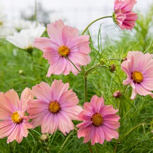 Annuals