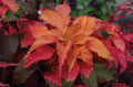 Amaranthus Joseph's Coat Seeds — Amaranthus tricolor