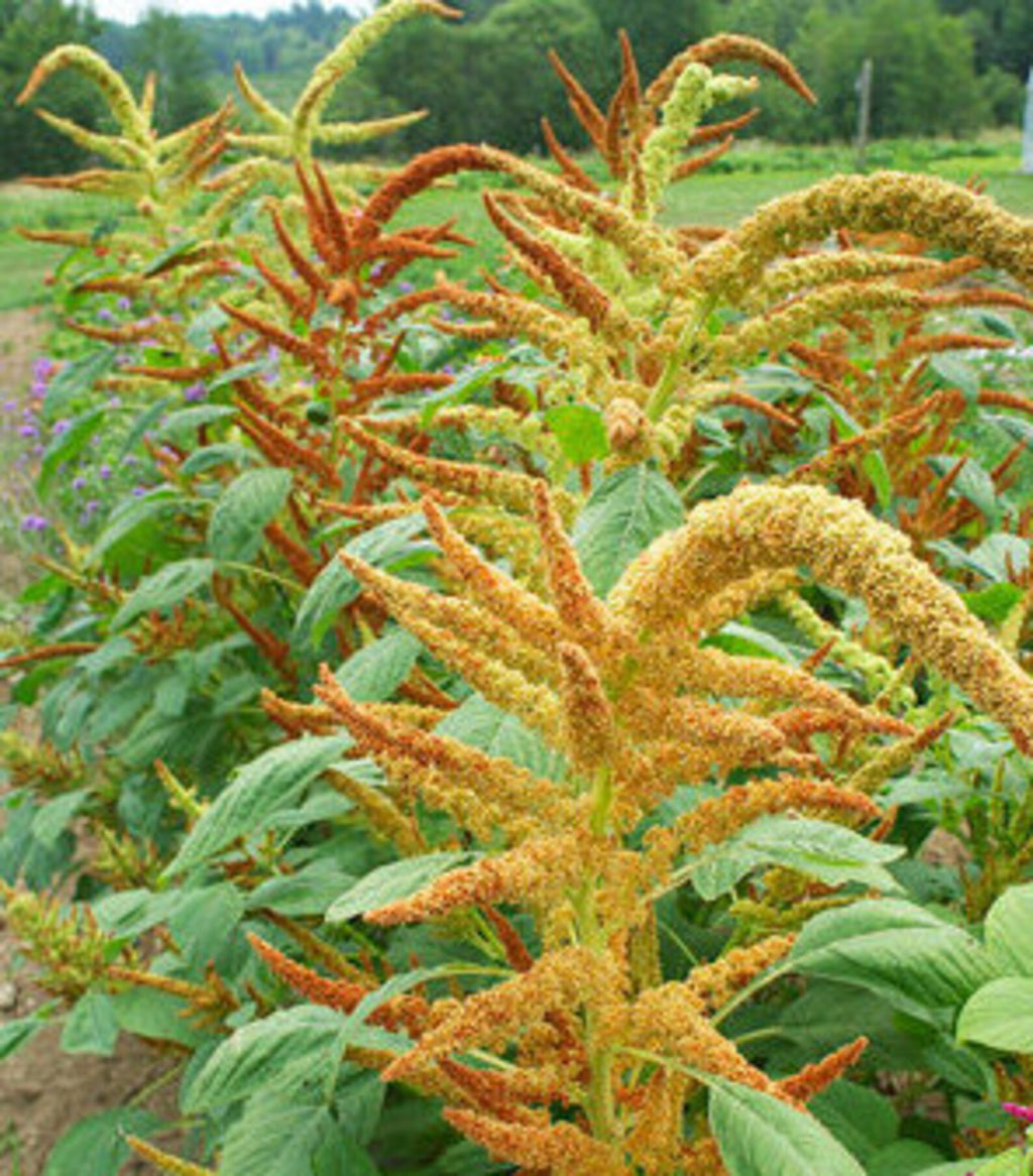 Autumn's Touch Amaranthus Seeds — Amaranthus cruentus