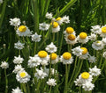Winged Everlasting Seeds — Ammobium alatum