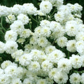 The Pearl Yarrow Seeds — Achillea ptarmica