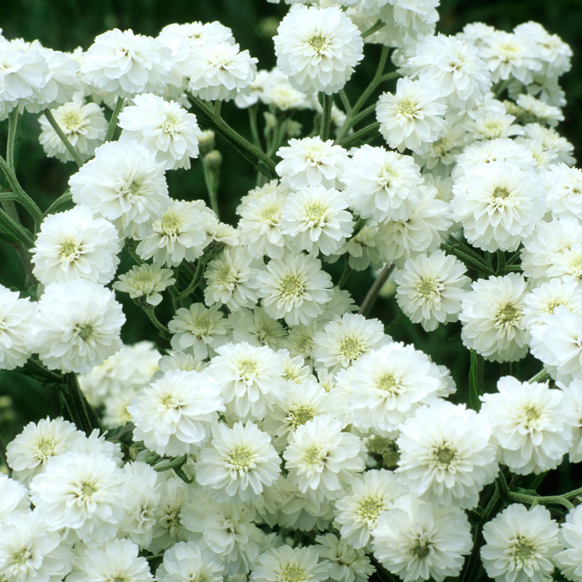 The Pearl Yarrow Seeds — Achillea ptarmica