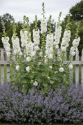 Double flowering white Hollyhocks in full bloom