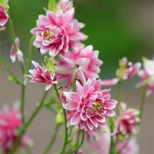 All Pinks Bundle