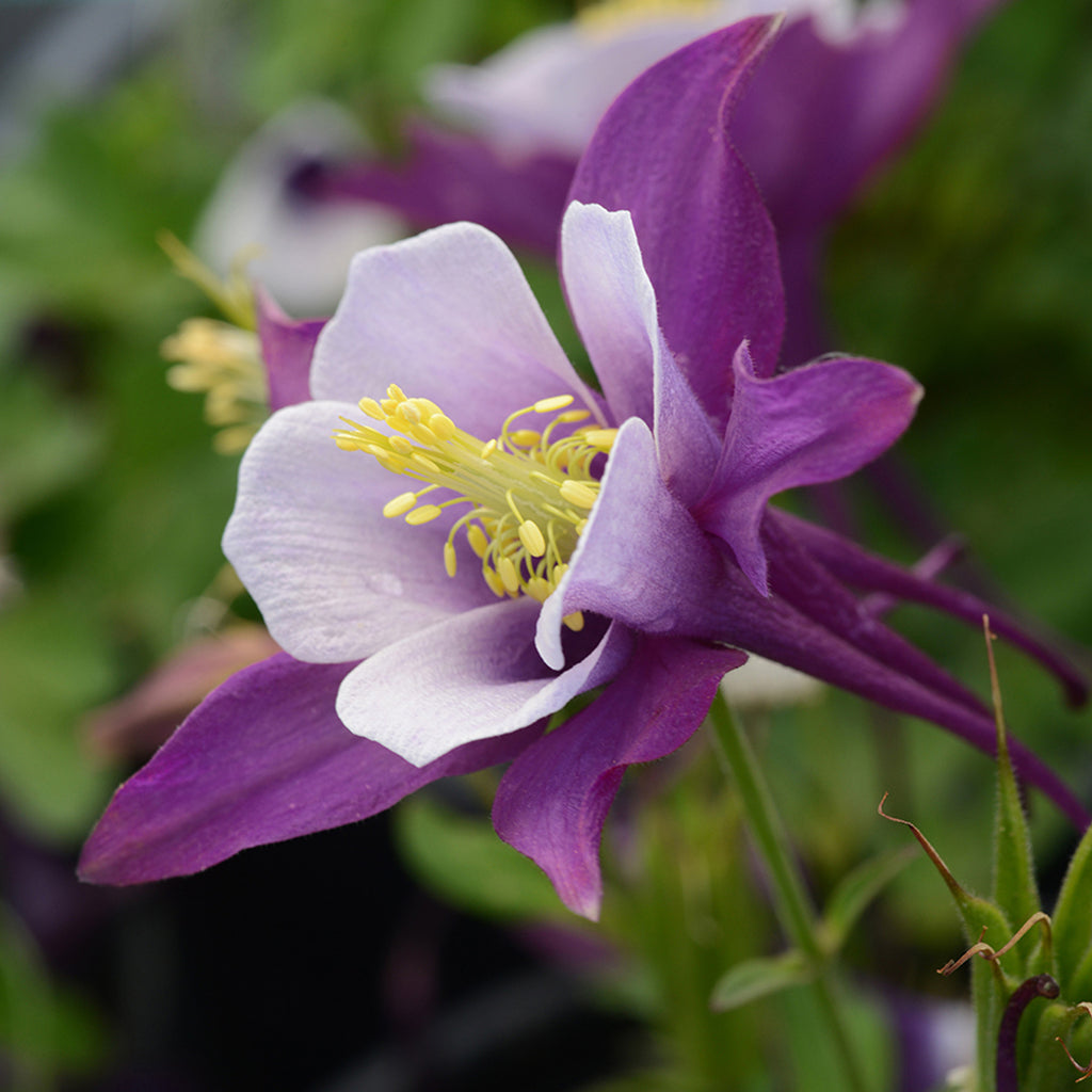 Earlybird Purple & White Columbine Seeds — Aquilegia caerulea