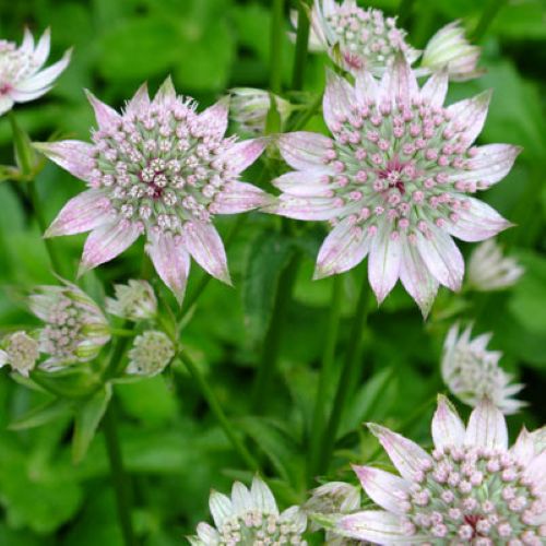 Masterwort (Astrantia major) Propagation Guide — CHBotanics