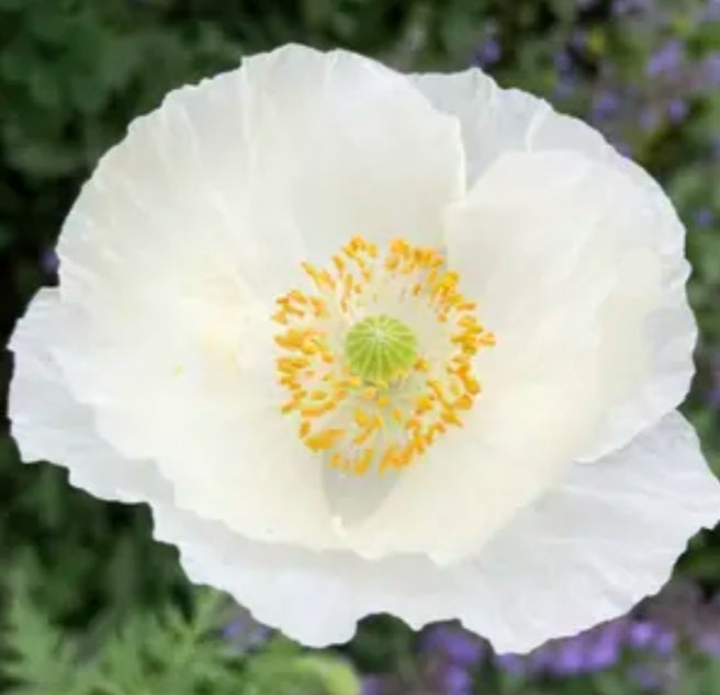 Bridal Silk Poppy blooms — Papaver rhoeas — wedding garden annual seeds NZ