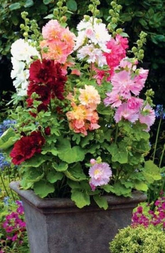 Dwarf Majorette Mix Hollyhock Seeds — Alcea rosea