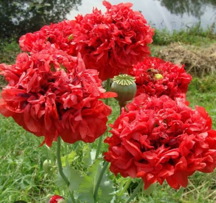 Red Peony Poppy Seeds – Papaver paeoniflorum