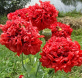 Red Peony Poppy Seeds – Papaver paeoniflorum
