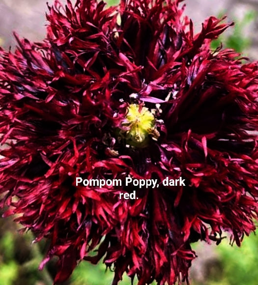 Poppy Bundle One — Peony Collection