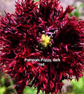 Pompom Poppy Seeds — Papaver laciniatum Dark Red