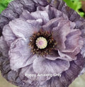 Poppy Amazing Grey Seeds — Papaver rhoeas