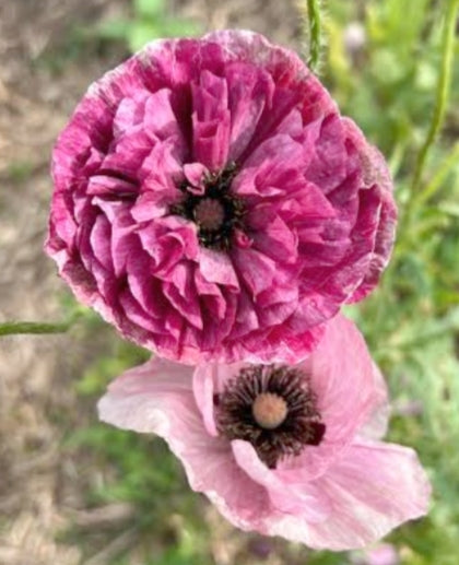Pandora Poppy Seeds — Papaver rhoeas
