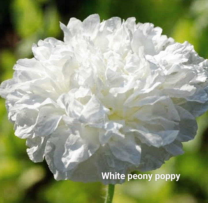 White Peony Poppy Seeds — Papaver paeoniflorum