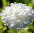 White Peony Poppy Seeds — Papaver paeoniflorum