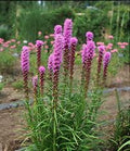 Liatris Spicata Purple Seeds — Liatris spicata