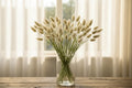 Lagurus ovatus bunny tails grass soft fluffy seed heads in a vase