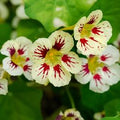 Nasturtium Seeds — Tropaeolum majus Orchid Cream