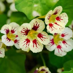 Nasturtium Seeds — Tropaeolum majus Orchid Cream