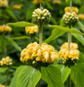 Turkish Sage Seeds — Phlomis russeliana