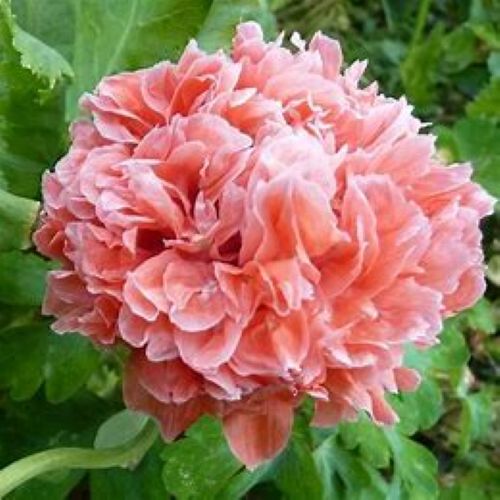 Salmon Peony Poppy seeds — Papaver paeoniflorum — warm salmon double blooms NZ