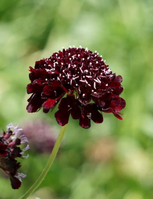 The Scabiosa Bundle