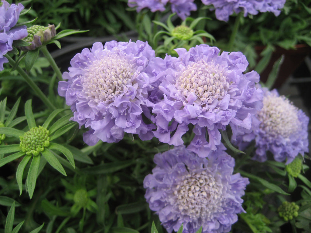 The Scabiosa Bundle
