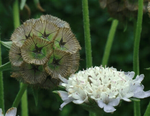 The Scabiosa Bundle