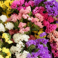 Statice Pacific Mix Seeds — Limonium sinuatum