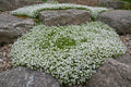 White creeping Thyme in flower