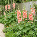 Alcea rosea Chater’s Double Salmon at the back of a bright garden border