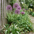 Allium rosenbachianum in a softly lit garden border