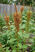 Amaranthus Autumn’s Touch in a softly lit cutting garden