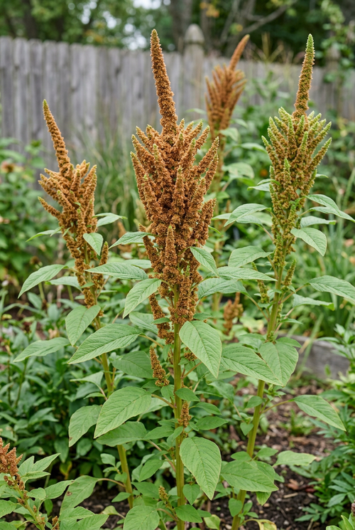 Amaranthus Autumn’s Touch in a softly lit cutting garden