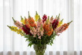 Antirrhinum majus Snapdragons — glass vase white sheers