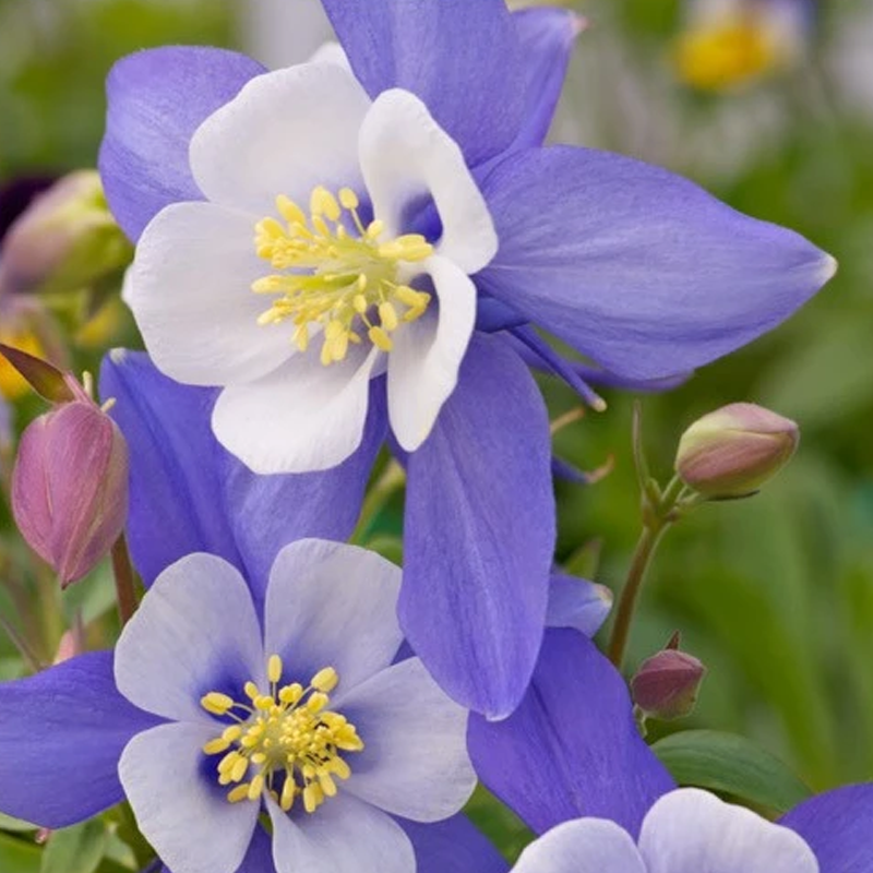 Blue Star Columbine Seeds — Aquilegia caerulea