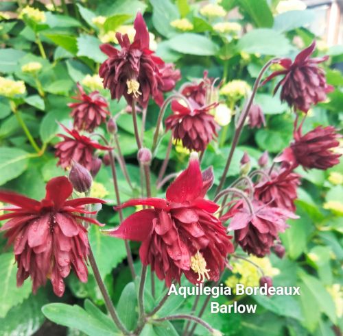 Bordeaux Barlow Columbine Seeds — Aquilegia vulgaris