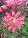 Clementine Salmon Rose Columbine Seeds — Aquilegia vulgaris