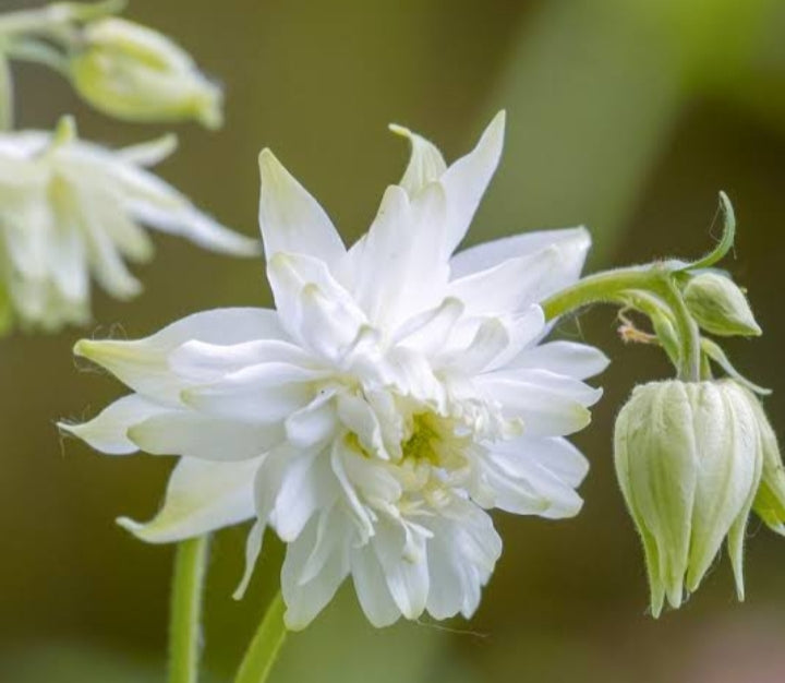 Lime Sorbet Columbine Seeds — Aquilegia vulgaris