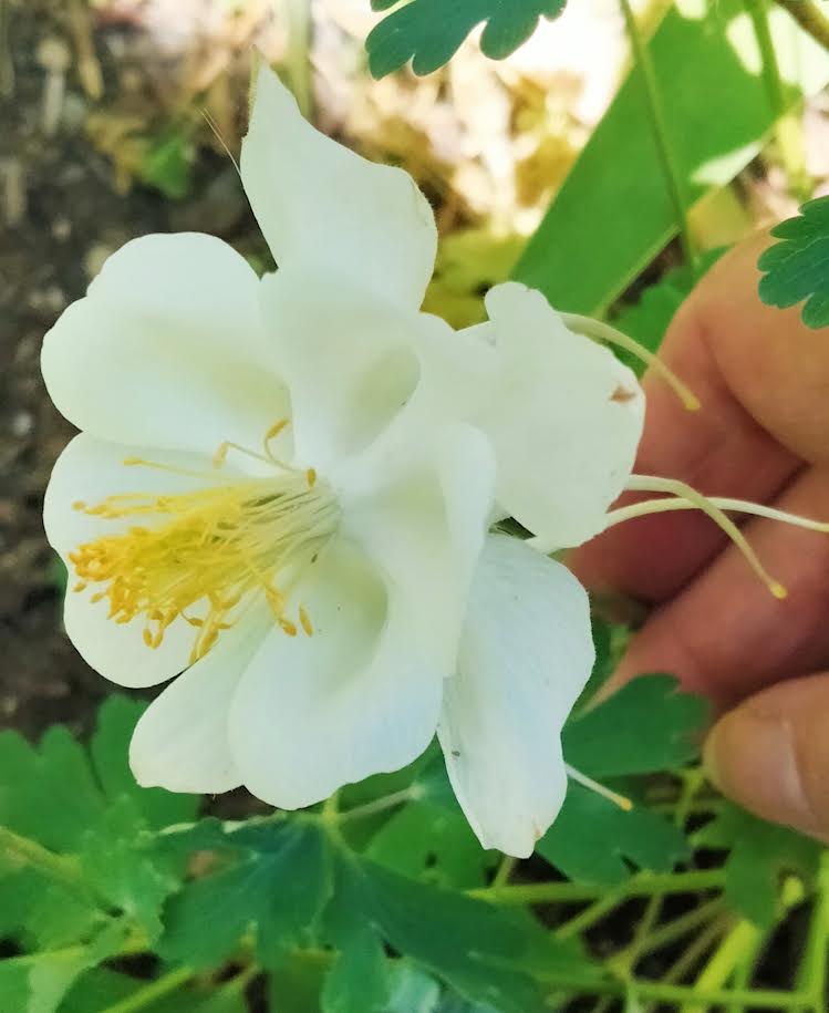 Crystal White Star Columbine Seeds — Aquilegia caerulea