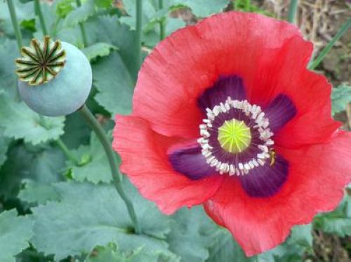 Poppy Bundle Two — Pompom & Wildflower Collection