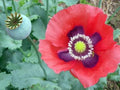 Red Breadseed Poppy Seeds — Papaver somniferum