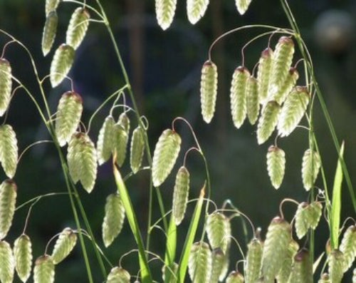 Quaking Grass Seeds – Briza maxima