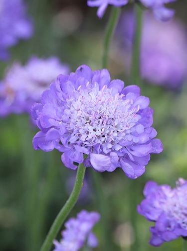 Blue Note Scabiosa Seeds — Scabiosa columbaria