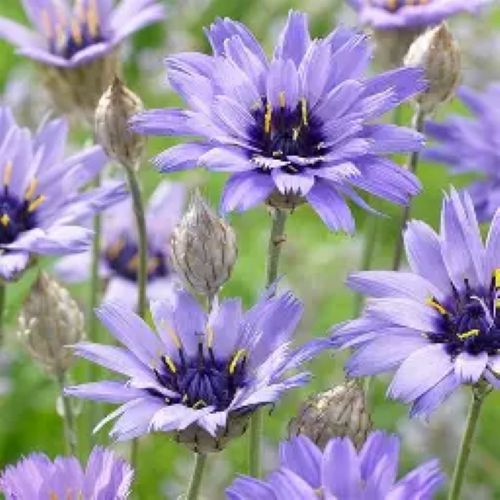 Cupid's Dart Seeds — Catananche caerulea Amor Blue