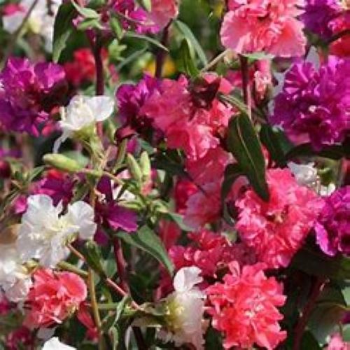Clarkia Double Mix Seeds