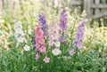 Consolida ajacis Summer Sun Double Mix in a bright airy garden border